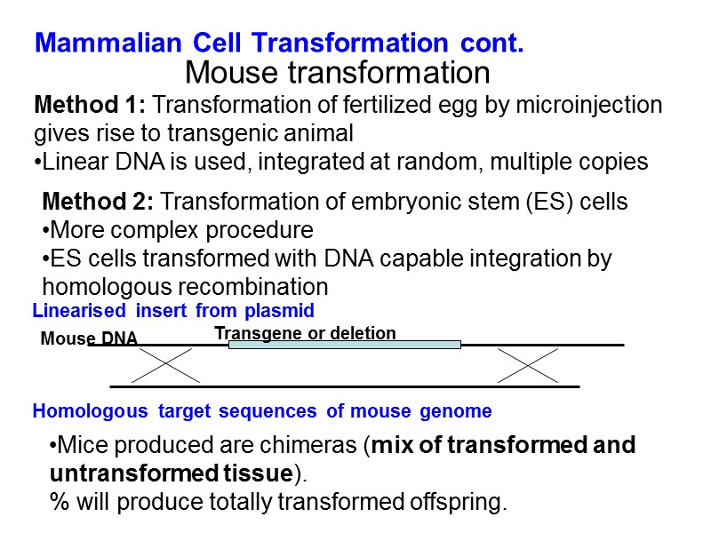 Mammalian Cell Transformation cont. Method 1: Transformation of fertilized egg by microinjection gives rise